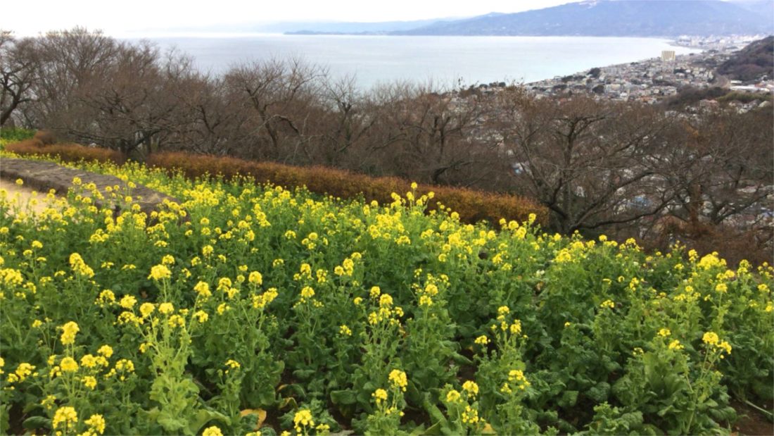 菜の花