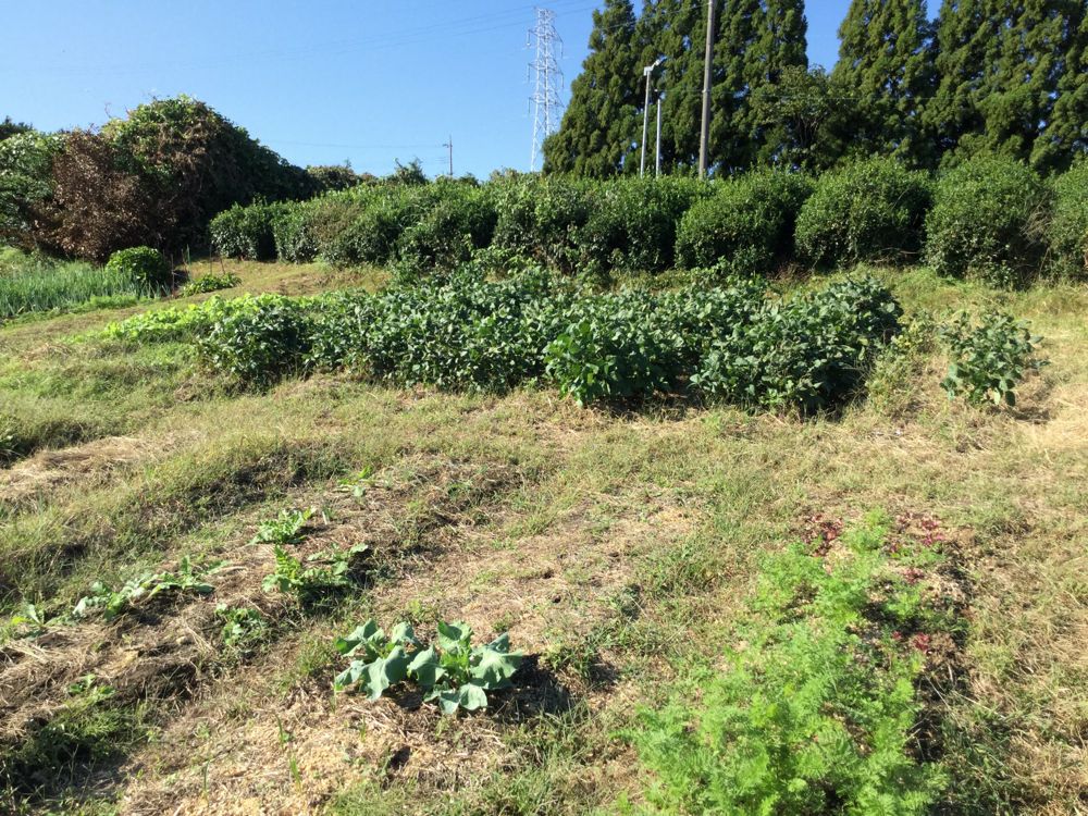 津久井在来大豆