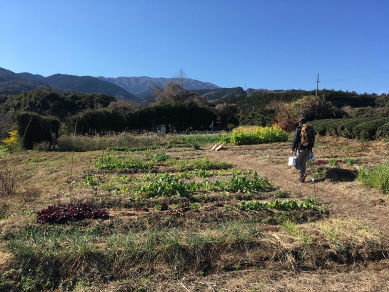 野良作業