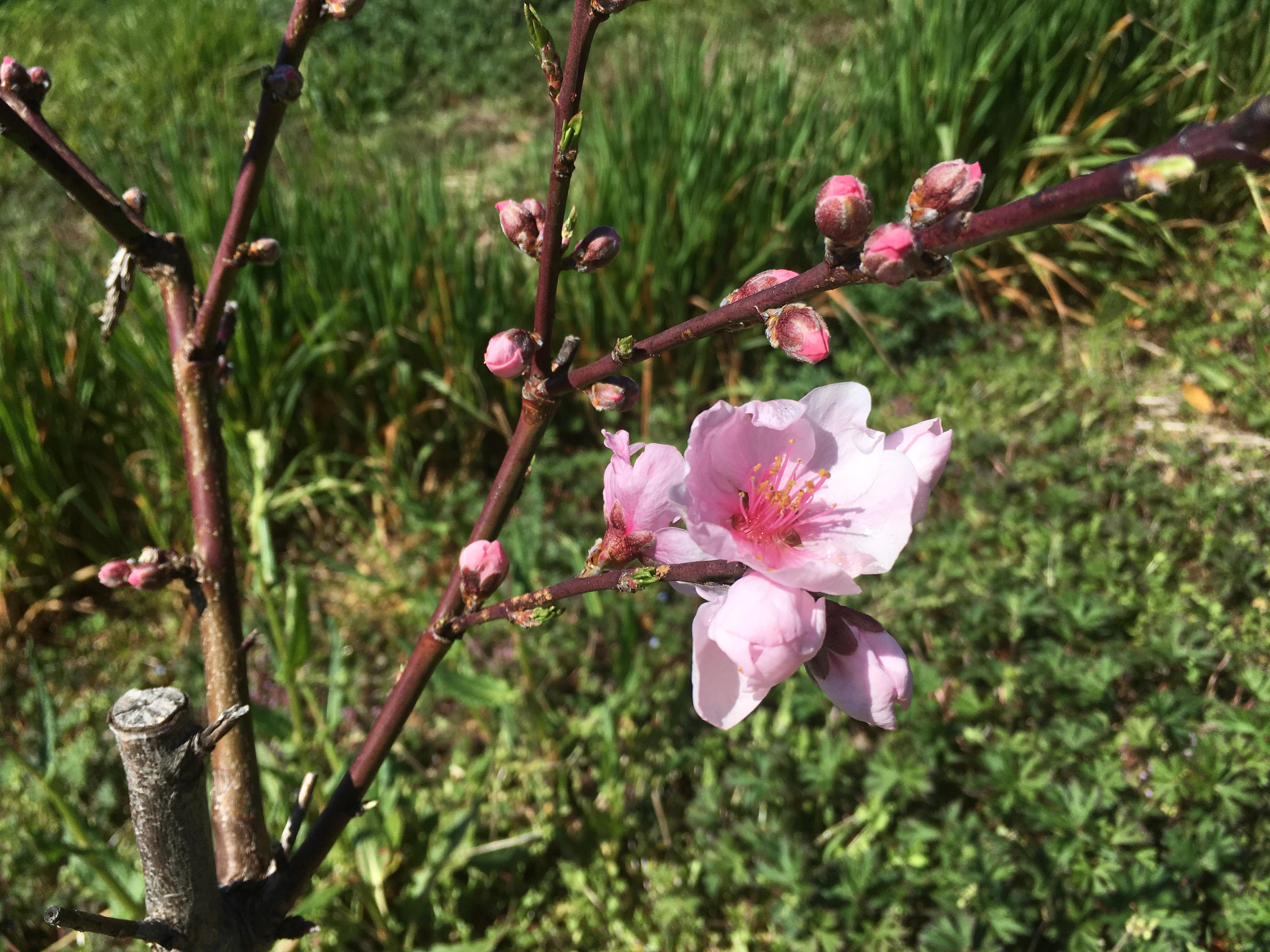野良日記 春の花と種まき 19年3月 Shukuko Quilt シュクコキルト