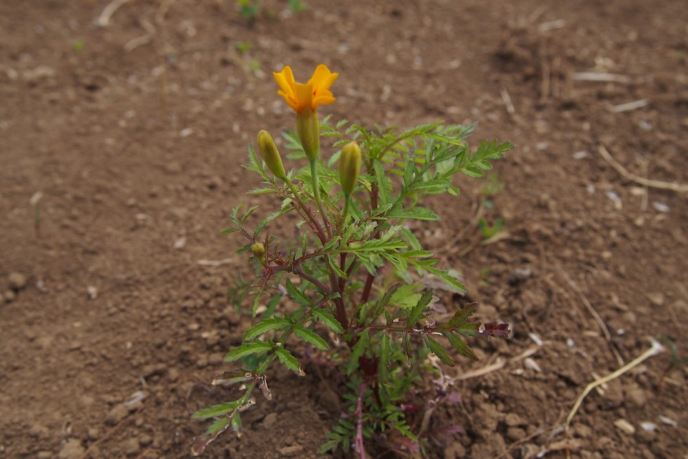 植物染料の栽培：マリーゴールドの定植（2019年5月3日） | Shukuko Quilt - シュクコキルト