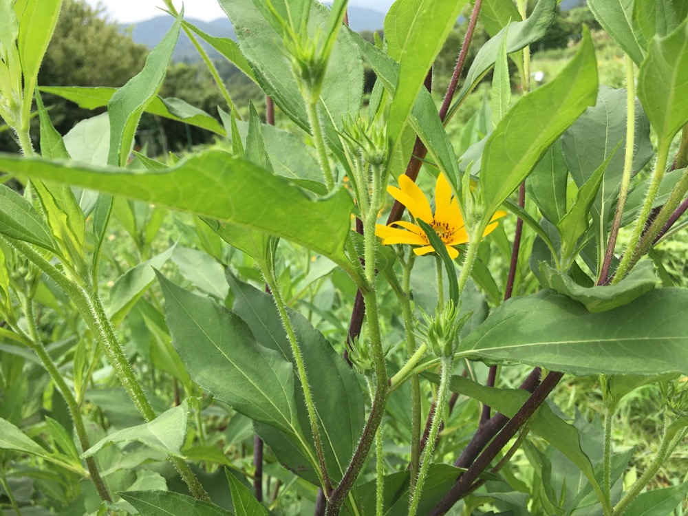 菊芋の花