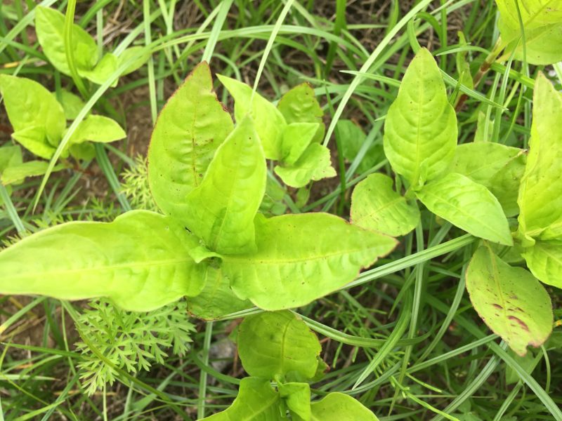 藍の栽培