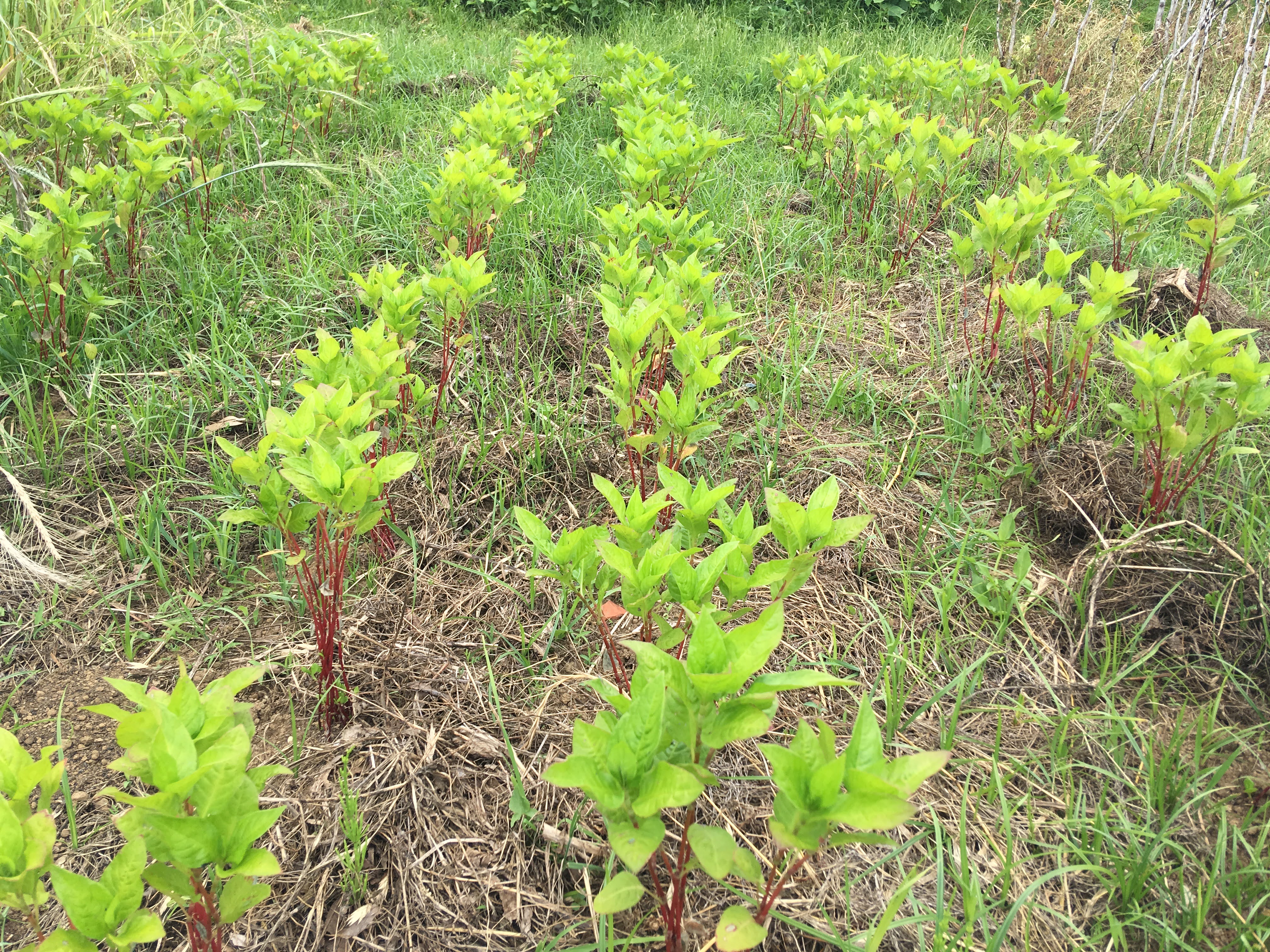 藍の栽培