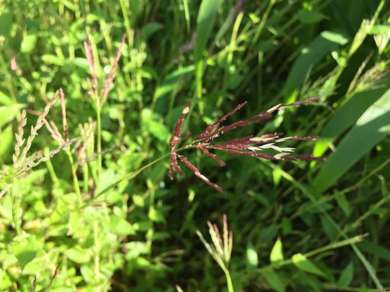 植物染料