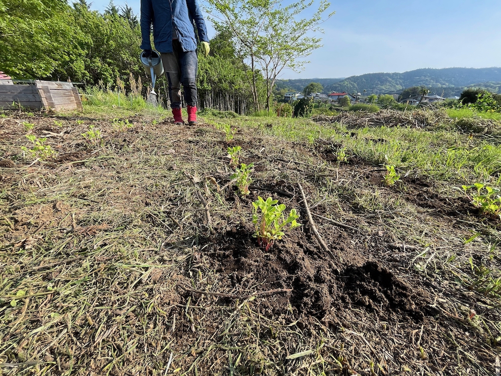 藍の定植