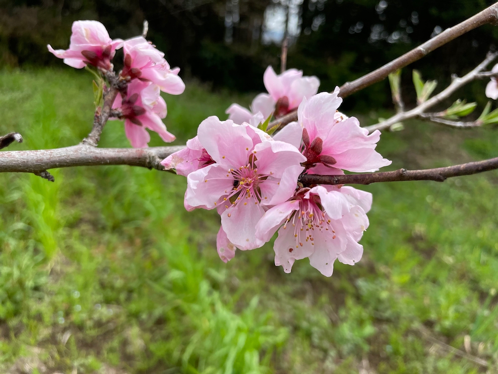 桃の花