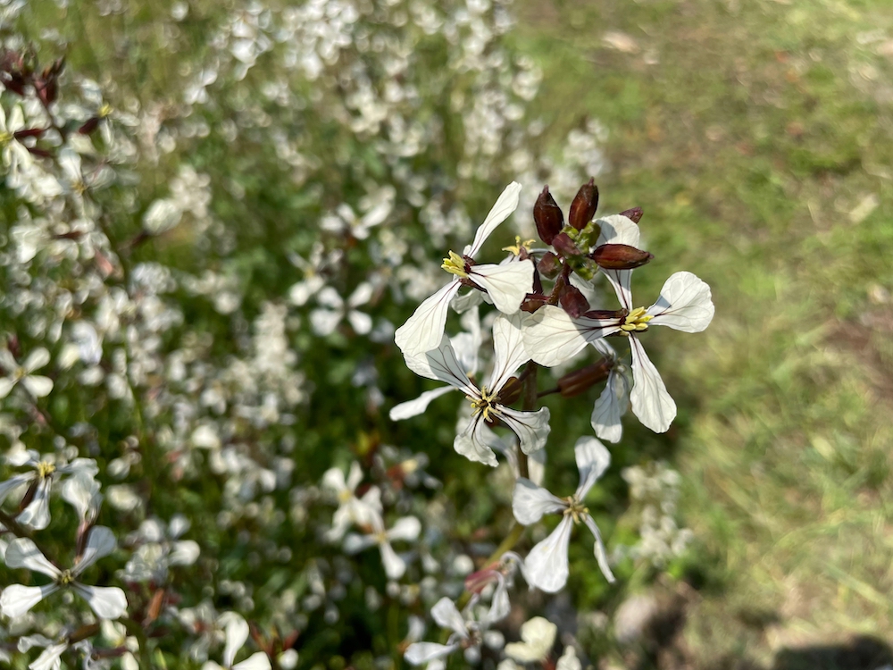 ルッコラの花