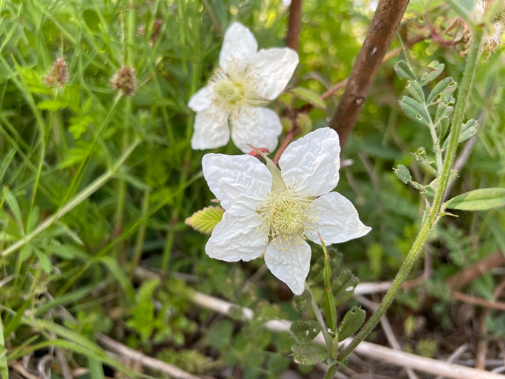 いちごの花