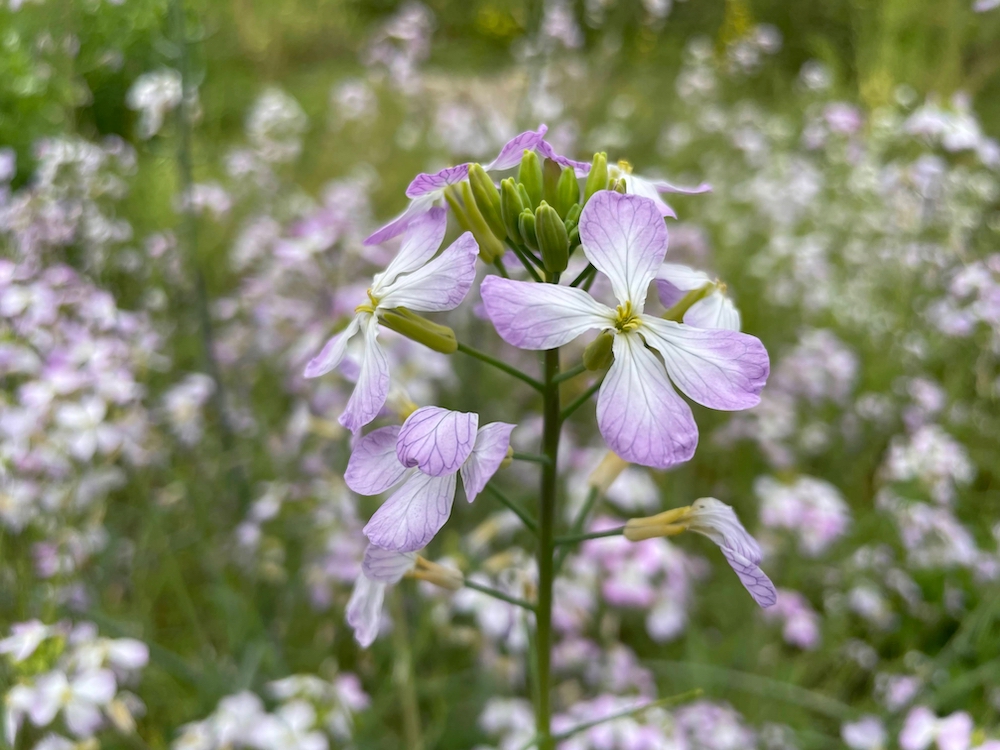 大根の花