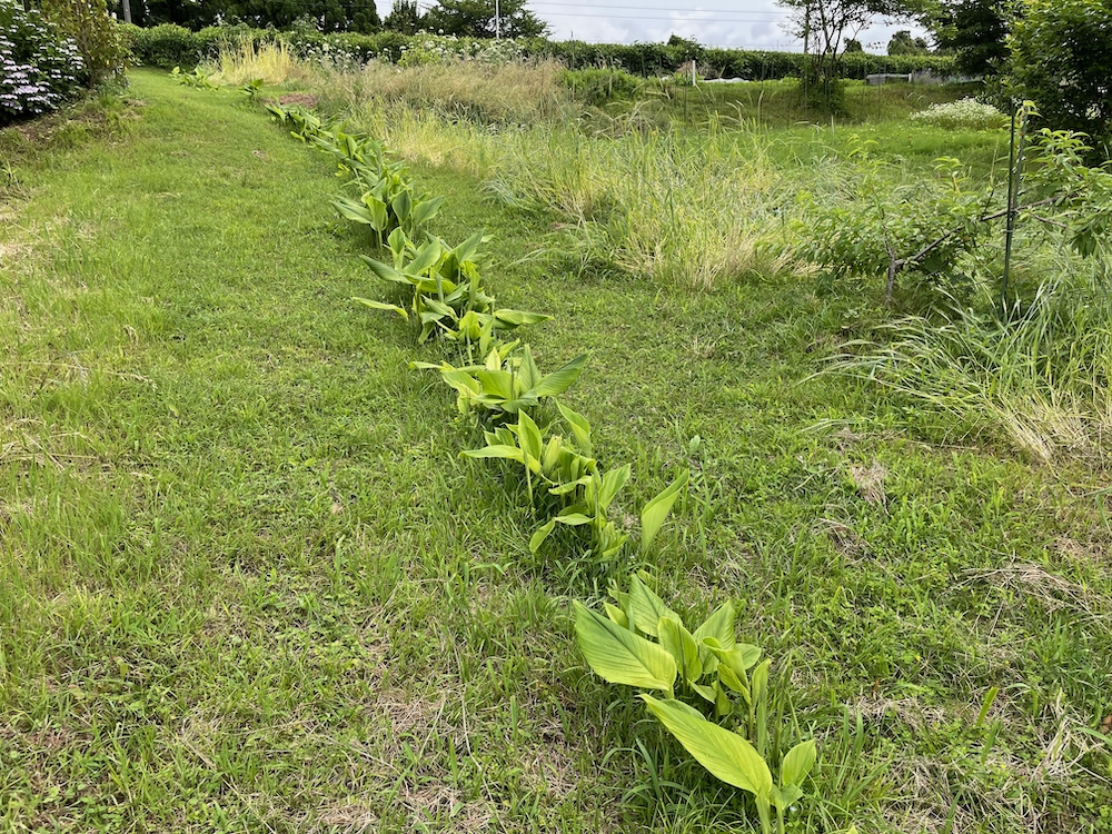 ウコン