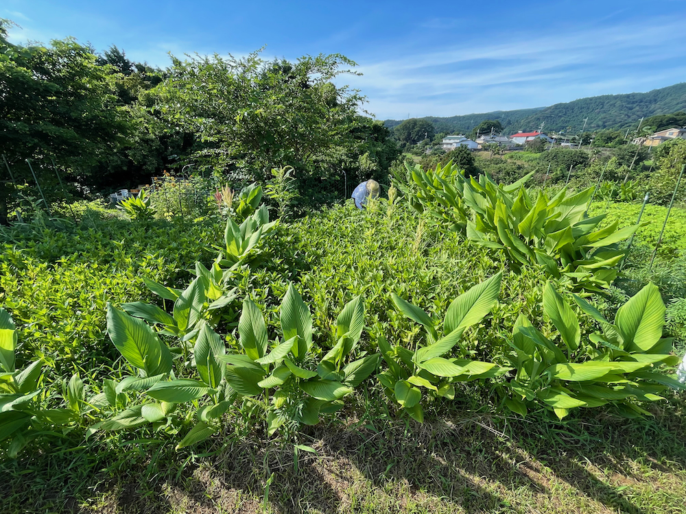 藍の収穫