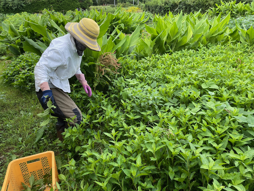 藍の生葉染め