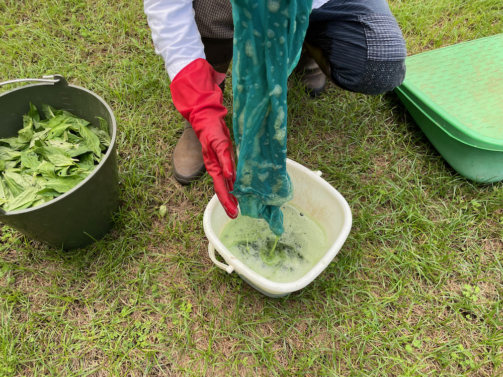 藍の生葉染め