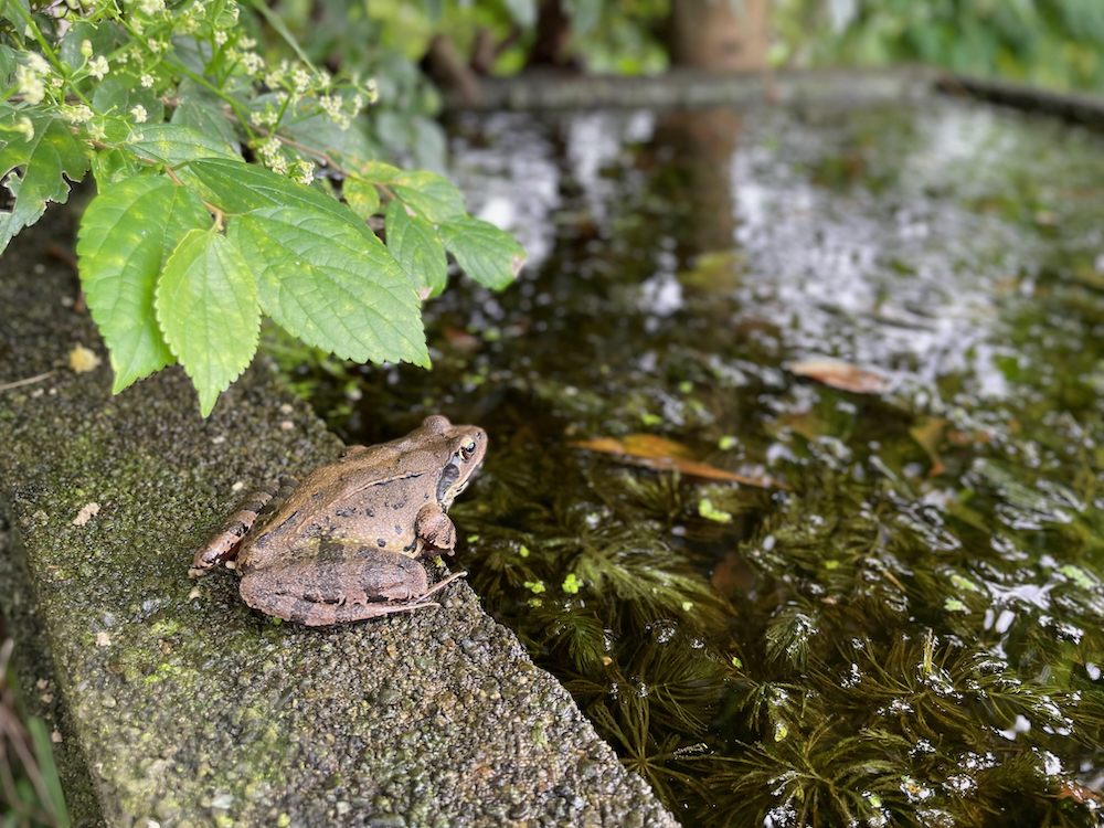 10月の畑