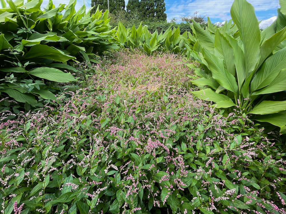 藍の花