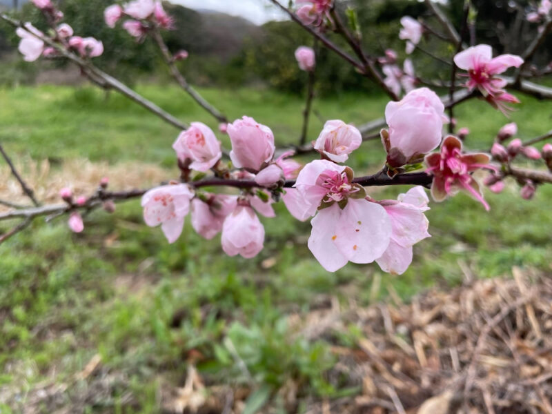 桃の花