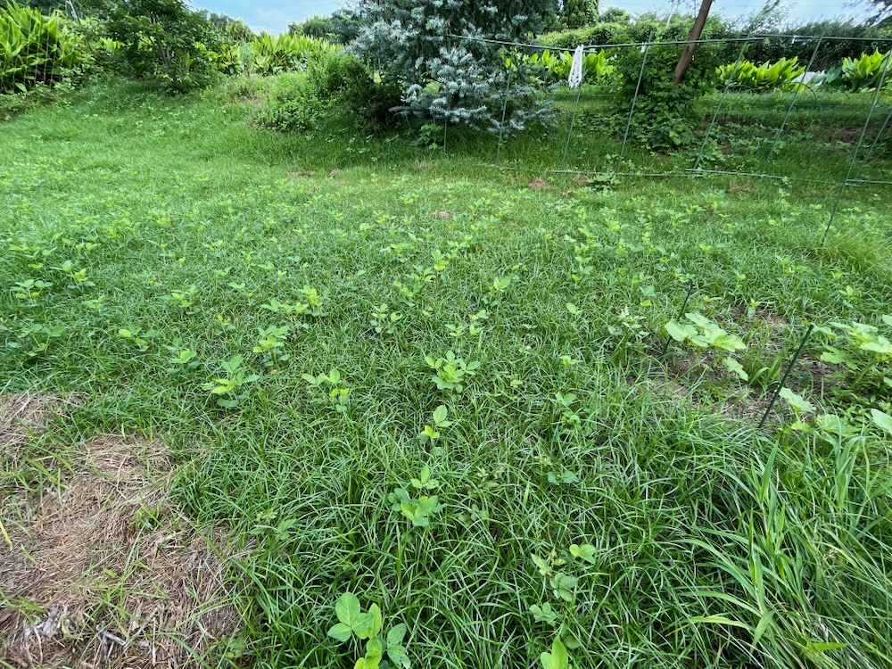 大豆栽培
