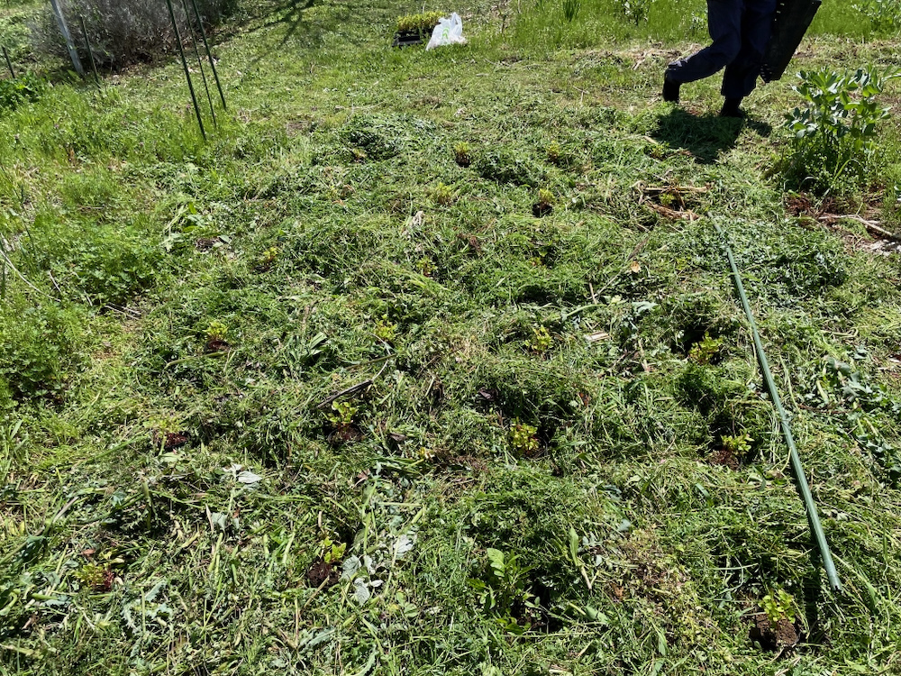 藍の定植