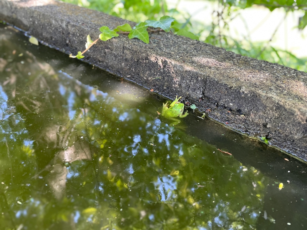 かえる
