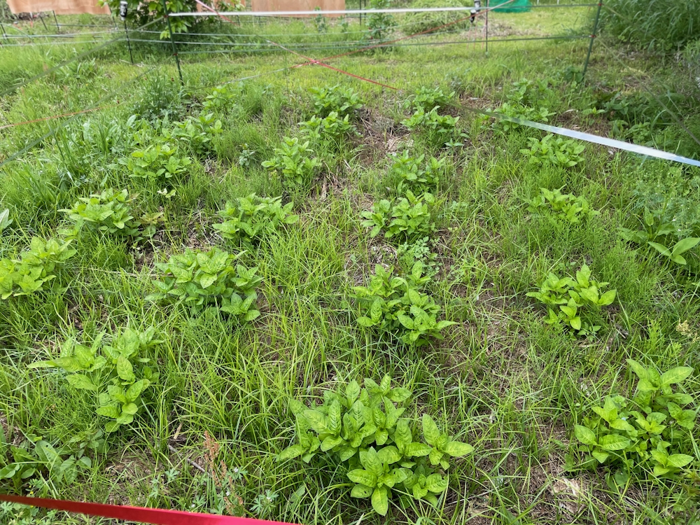藍を育てる