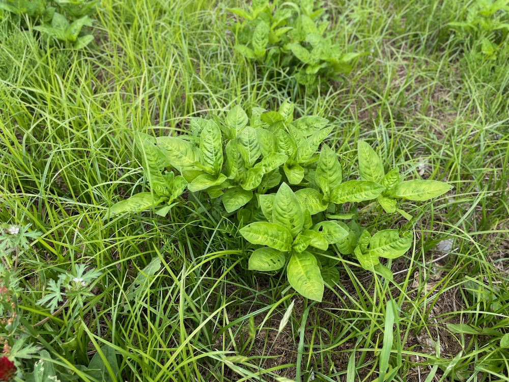 藍を育てる
