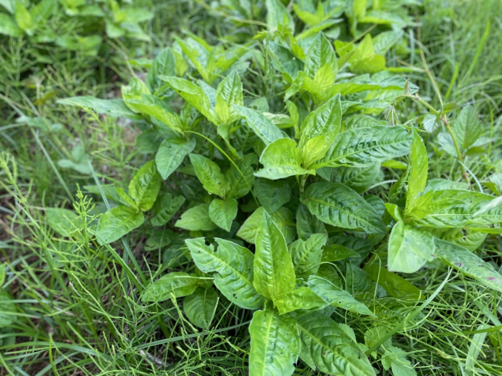 藍染め
