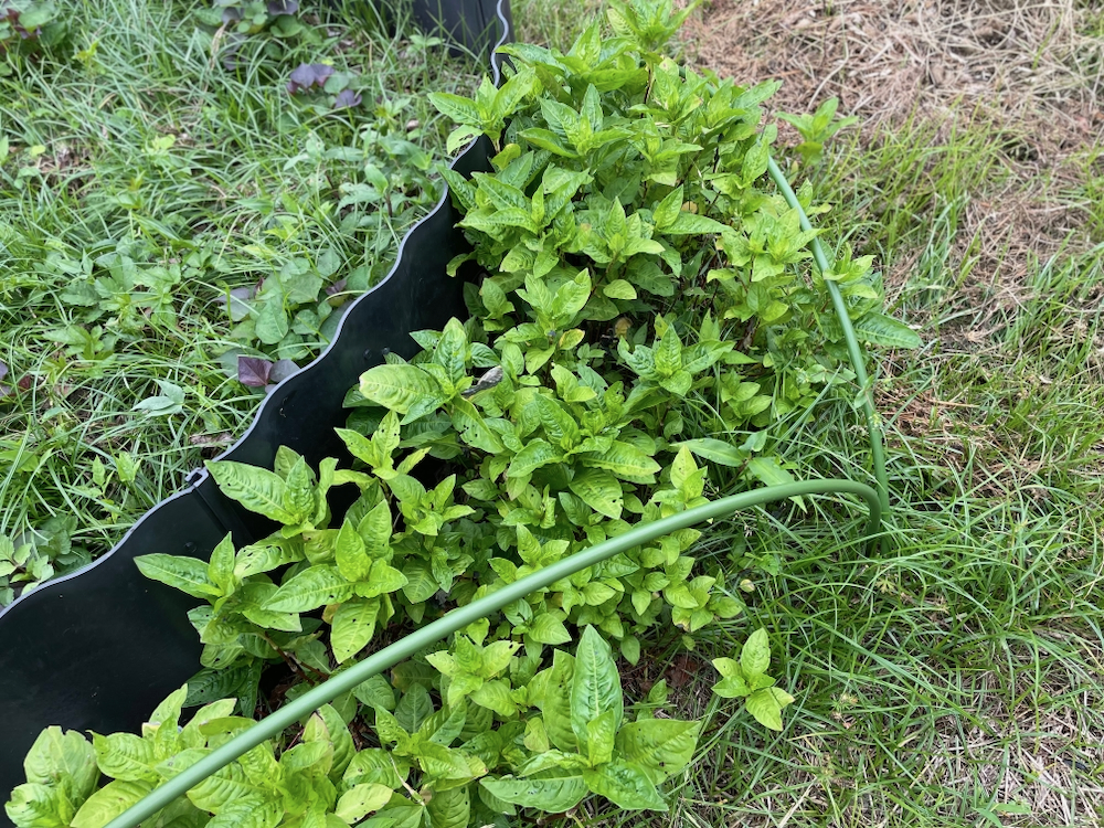 藍染め