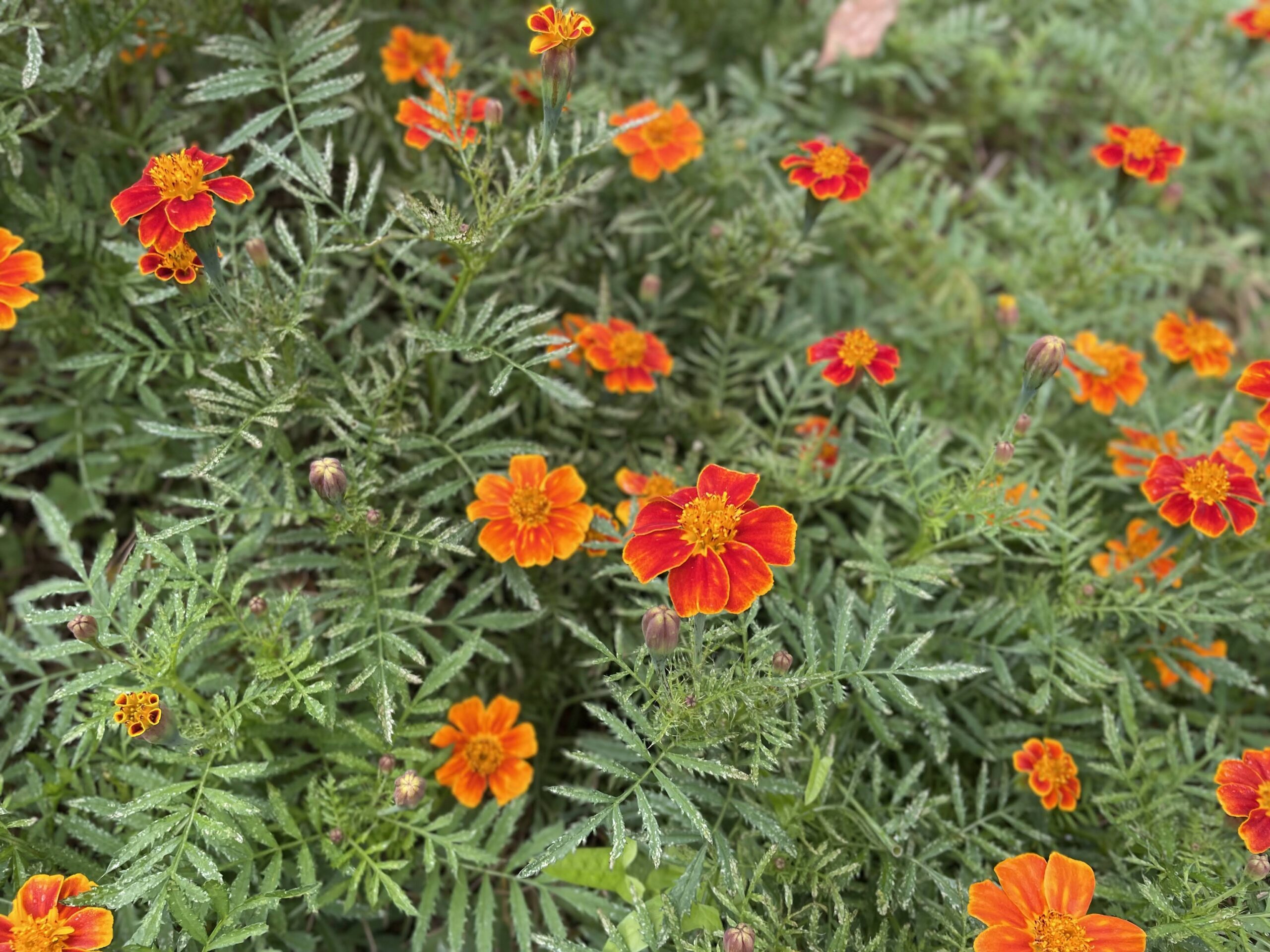 草木染め